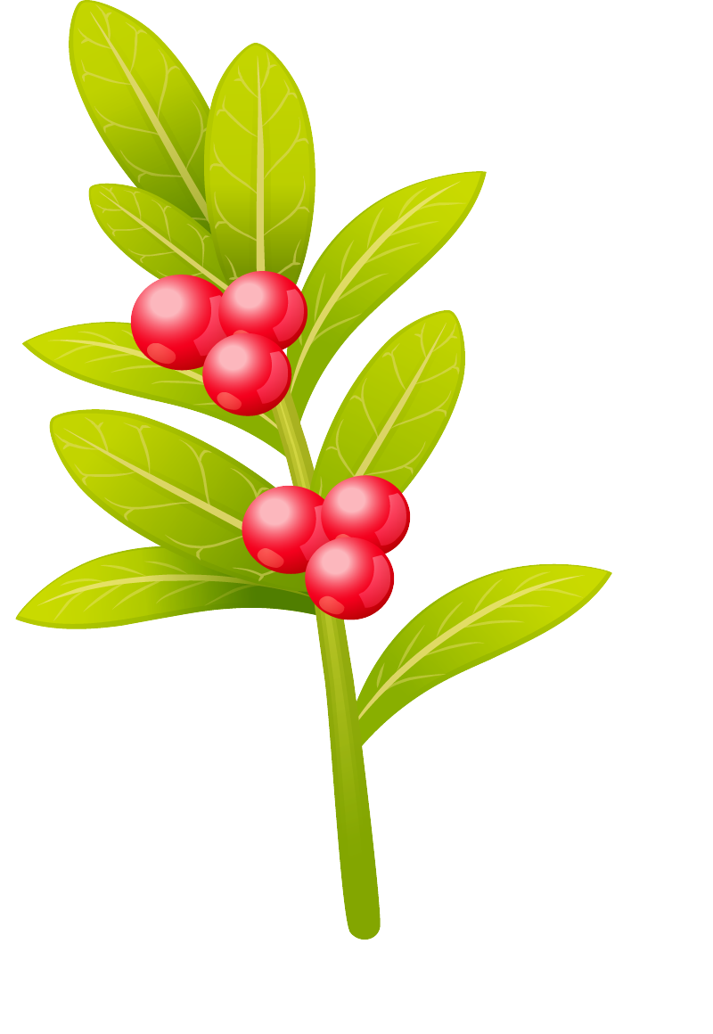 Cowberry@4x