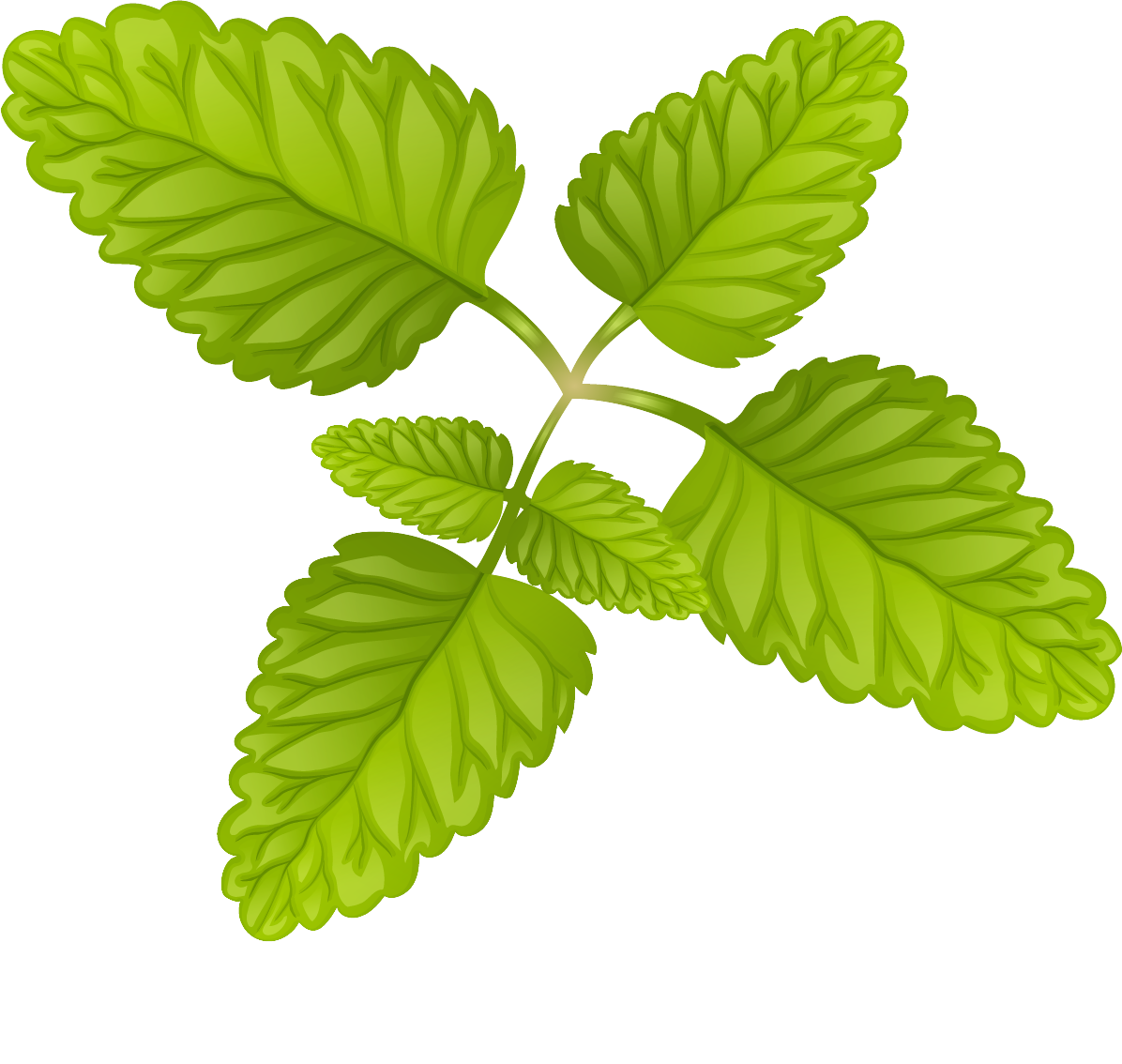 Lemon balm@4x