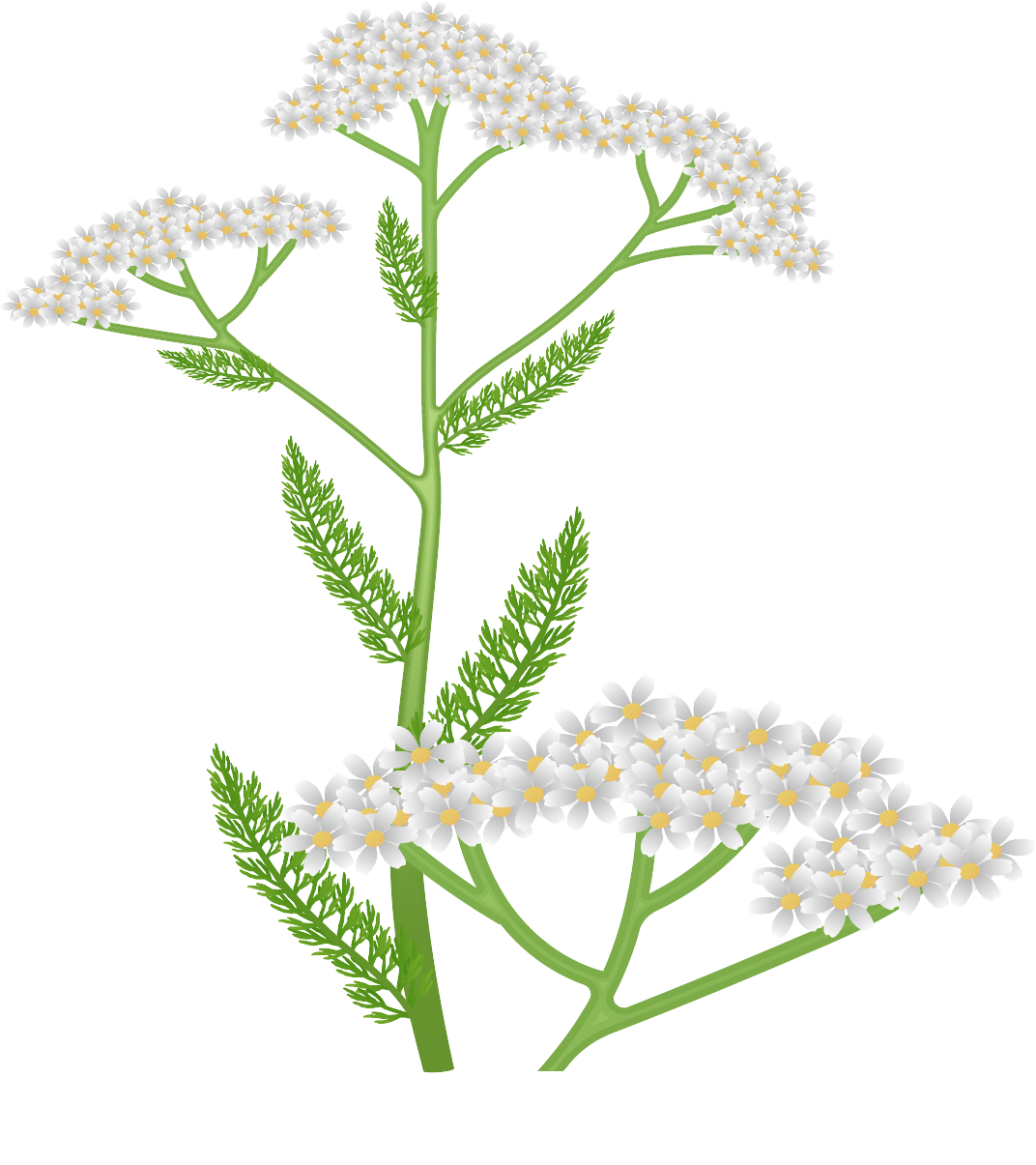 Yarrow@4x