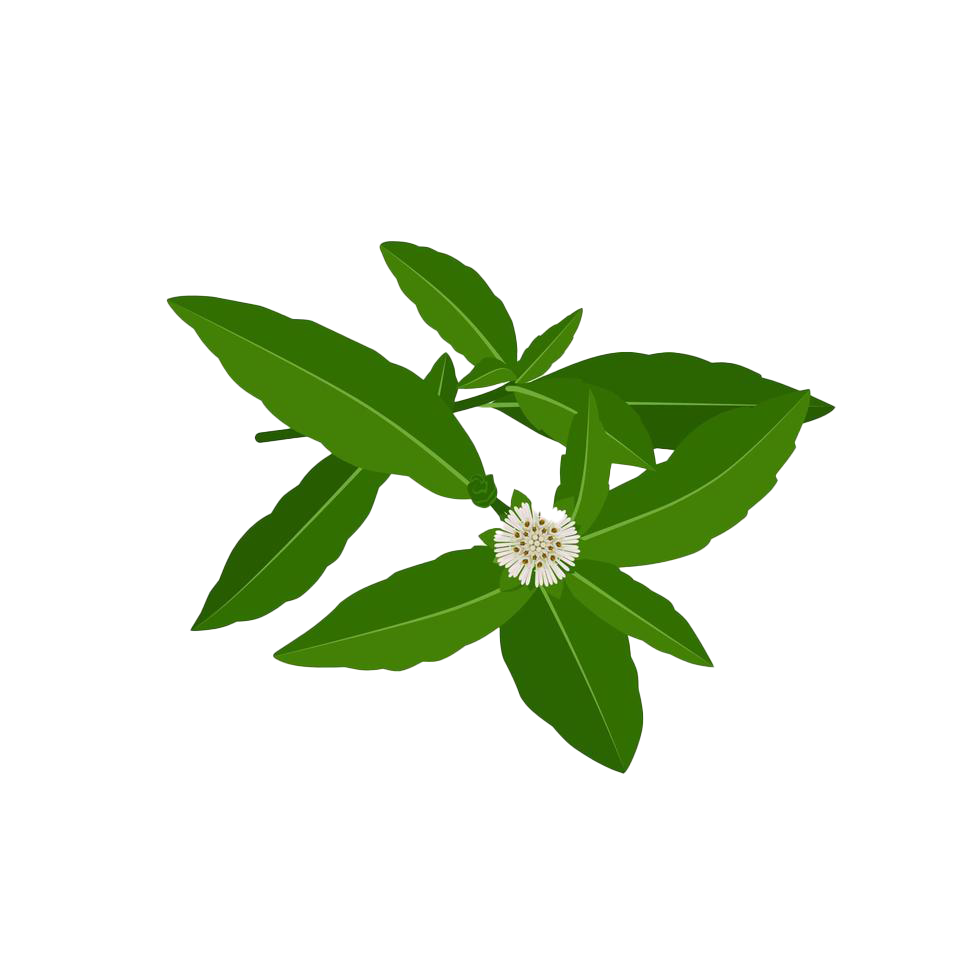 eclipta-alba-eclipta-prostrata-or-bhringraj-also-known-as-false-daisy-is-an-effective-herbal-medicinal-plant-in-ayurvedic-medicine-illustration-vector